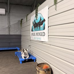 Pickles working on his 'place' command at Pack Minded's training facility! Pickles working on his 'place' command at Pack Minded's training facility!