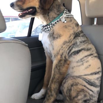 Affectionate Grooming - Sweet Buddy Lab Mix - Pet Groomers Near Me - Warr Acres, Oklahoma