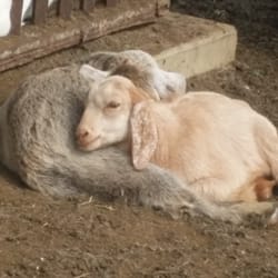 The Garden On Longhollow Pike - Darling goats are hoping to go home with you