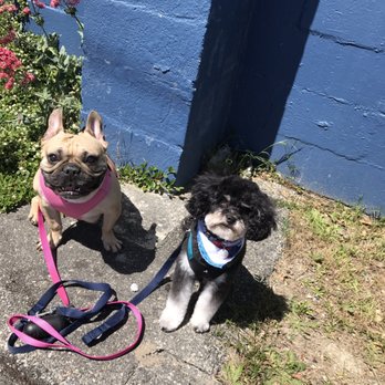 Dogcity - Pet Groomers Near Me - Seattle, Washington Dogcity - Pet Groomers Near Me - Seattle, Washington