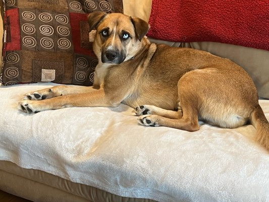 Lucky Dog Animal Rescue by null