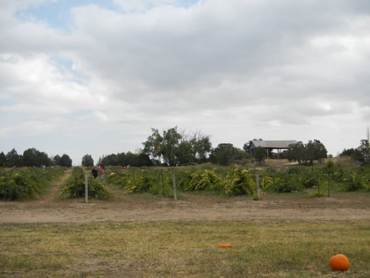 Happy Apple Farm by null