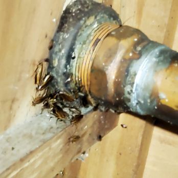 SWAT Pest Solutions - German roaches in cabinet. - Pest Control Near Me SWAT Pest Solutions - German roaches in cabinet. - Pest Control Near Me