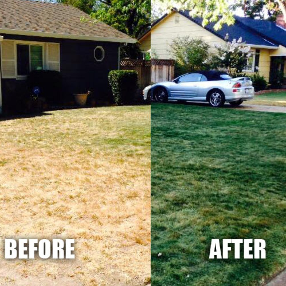 Norcal Lawn Colorant - Before and after... Nor Cal Lawn Colorant did a great job! - Landscaping Near Me Norcal Lawn Colorant - Before and after... Nor Cal Lawn Colorant did a great job! - Landscaping Near Me