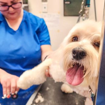Dynamite Animal Hospital - Veterinarians Near Me - Scottsdale, Arizona
