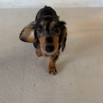 Pupper Club - Pet Groomers Near Me - San Diego, California