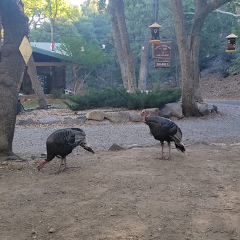 Ramsey Canyon Inn B & B - Sit among the wild turkeys - Bed & Breakfast Near Me - Hereford, Arizona Ramsey Canyon Inn B & B - Sit among the wild turkeys - Bed & Breakfast Near Me - Hereford, Arizona