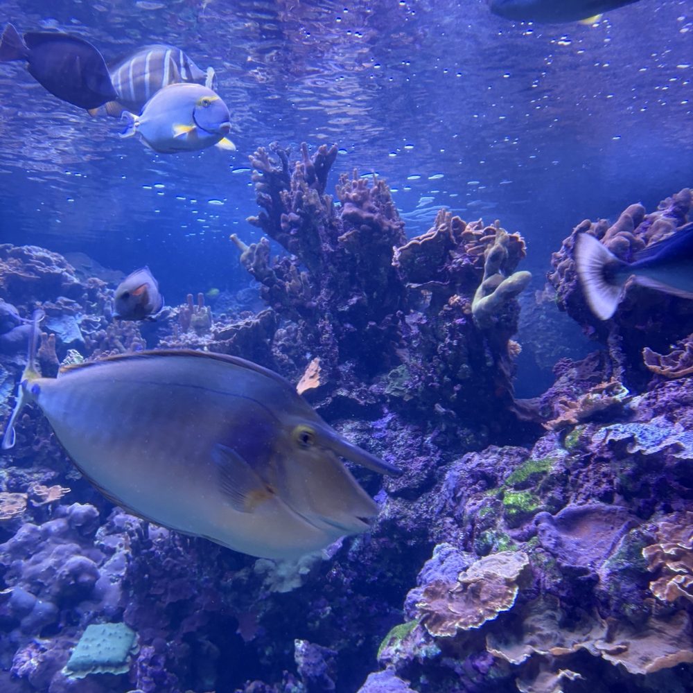Maui Ocean Center - Aquariums Near Me - Wailuku, Hawaii Maui Ocean Center - Aquariums Near Me - Wailuku, Hawaii