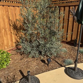Western Willows Landscaping - Fruitless olive tree - Landscaping Near Me Western Willows Landscaping - Fruitless olive tree - Landscaping Near Me