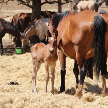 The Wild Horse Sanctuary - A new baby at The Wild Horse Sanctuary in Shingletown. - Museums Near Me - Shingletown, California