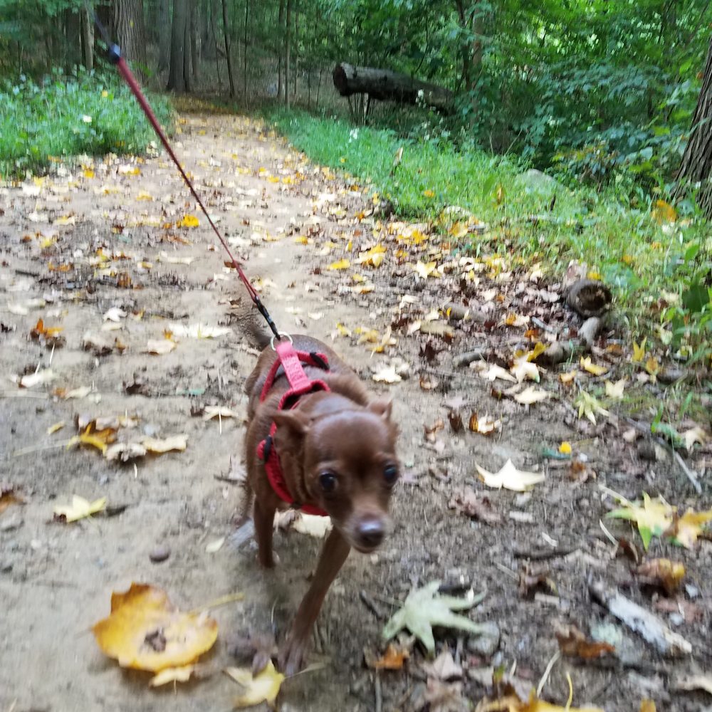 Saxon Woods Park - Downtown coco brown liked trails - Parks Near Me - White Plains, New York Saxon Woods Park - Downtown coco brown liked trails - Parks Near Me - White Plains, New York