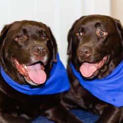 Pawsitive Concepts K9 Coaching