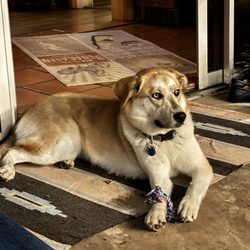 Pet Joy Boutique & Spa - Chloe