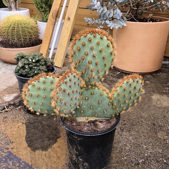 Phoenix Desert Nursery - Nurseries & Gardening Near Me - Phoenix, Arizona