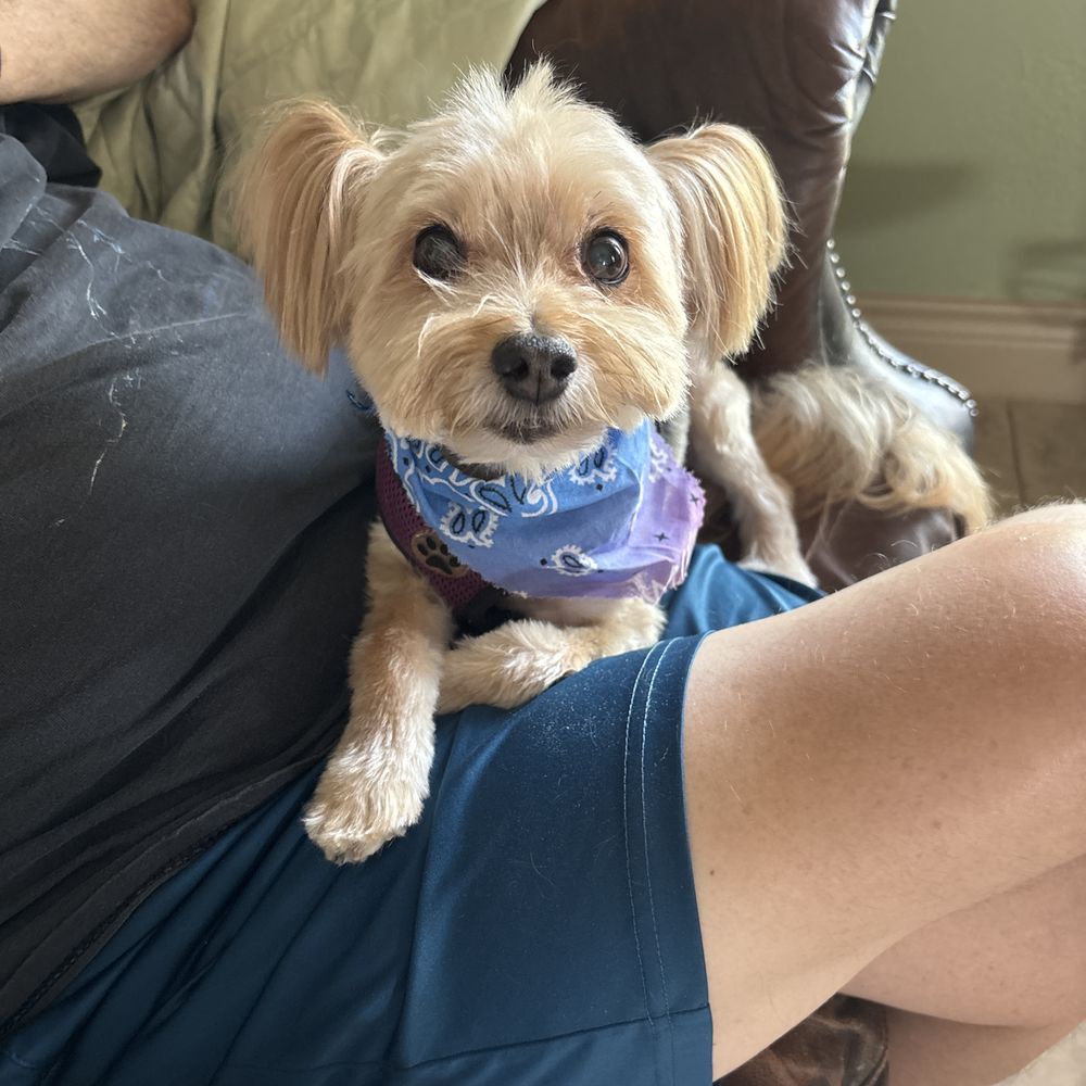 Bark Avenue - Great service and Duke came home happy pup!!! - Pet Groomers Near Me - Cedar Park, Texas Bark Avenue - Great service and Duke came home happy pup!!! - Pet Groomers Near Me - Cedar Park, Texas