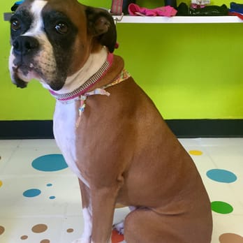 Pet Land - JAZZ after grooming w her cute Bandana! :) - Pet Groomers Near Me - Lawndale, California Pet Land - JAZZ after grooming w her cute Bandana! :) - Pet Groomers Near Me - Lawndale, California