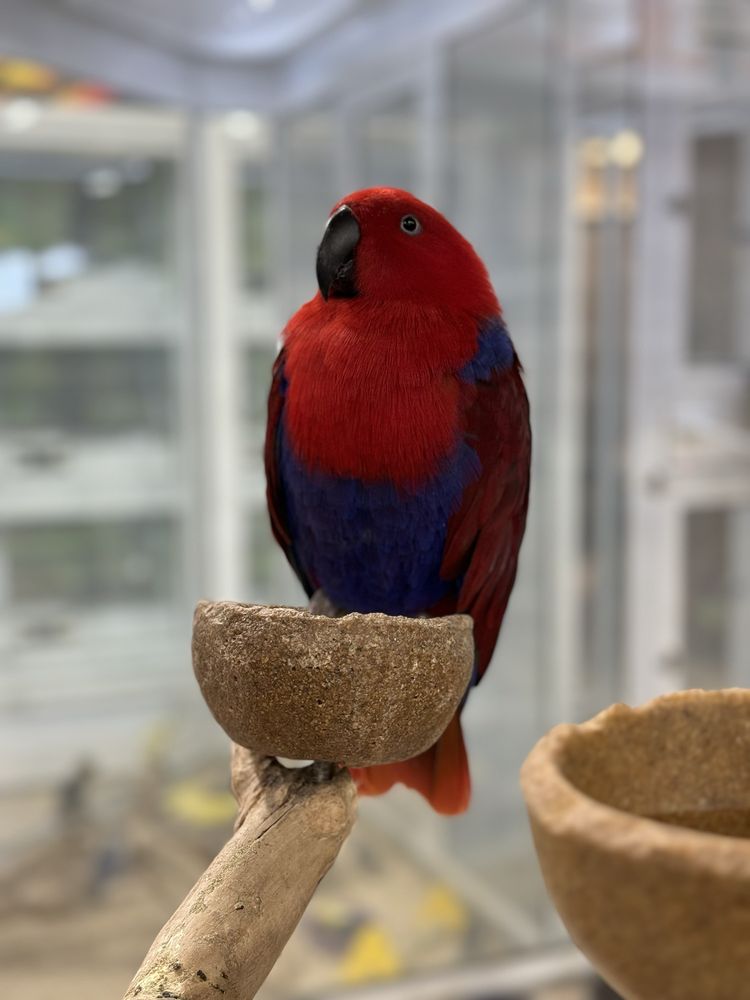 Brittany's Pet Depot Image