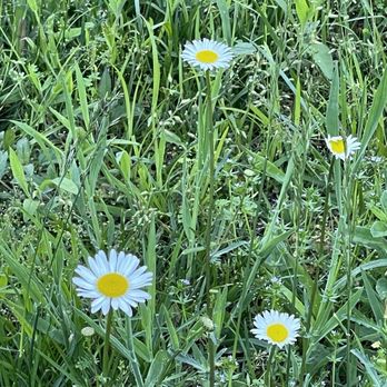 Asheville Glamping - Daisies - Campgrounds Near Me Asheville Glamping - Daisies - Campgrounds Near Me