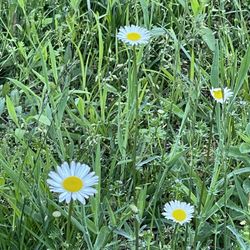 Asheville Glamping - Daisies