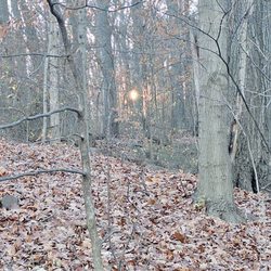 Iroquois Park - Setting sun