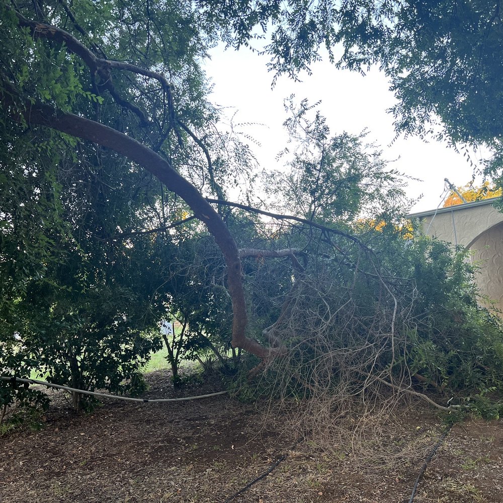Electrical Insight - The tree branch that took out our power! - Lighting Fixtures & Equipment Near Me - Escondido, California Electrical Insight - The tree branch that took out our power! - Lighting Fixtures & Equipment Near Me - Escondido, California
