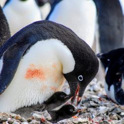 Great Getaways-Virtuoso - Antarctica - penguin feeding her babies.