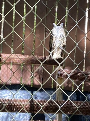 Carolina Raptor Center by null