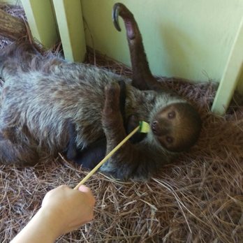 Jungle Island - Feeding sloth cucumber! - Amusement Parks Near Me - Miami, Florida