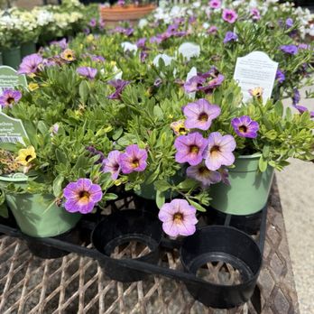 Roger's Gardens - Nurseries & Gardening Near Me - Corona Del Mar, California