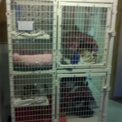 Cali's Spay Neuter Clinic