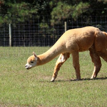 Hardly Farm - A male Huacaya alpaca grazes in a pasture. - Attraction Farms Near Me - Castalia, North Carolina