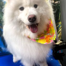 Morgan Mobile Pet Grooming - Samoyed