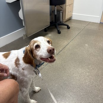 Caughlin Ranch Animal Hospital - Henri at Caughlin Animal Hospital. - Veterinarians Near Me - Reno, Nevada