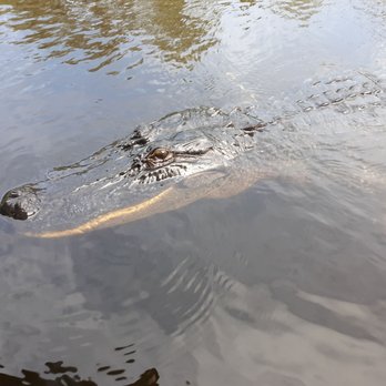 Ultimate Swamp Adventures - Wow!!! Up close and personal!! - Tours Near Me - Westwego, Louisiana Ultimate Swamp Adventures - Wow!!! Up close and personal!! - Tours Near Me - Westwego, Louisiana