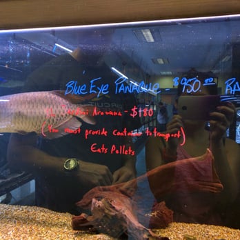 Aquatek Tropical Fish - Local Fish Stores Near Me - Austin, Texas Aquatek Tropical Fish - Local Fish Stores Near Me - Austin, Texas