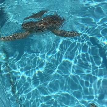 The Turtle Hospital - Veterinarians Near Me - Marathon, Florida The Turtle Hospital - Veterinarians Near Me - Marathon, Florida