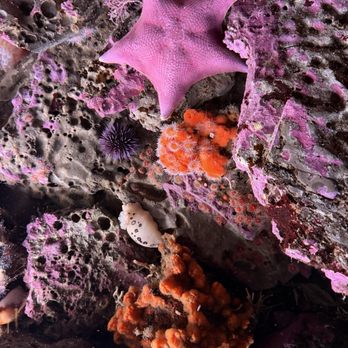 Monterey Bay Aquarium - Aquariums Near Me - Monterey, California