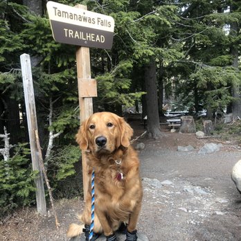 Tamanawas Falls - Tucker and us at the beginning of the trail! - Hiking Near Me - Parkdale, Oregon Tamanawas Falls - Tucker and us at the beginning of the trail! - Hiking Near Me - Parkdale, Oregon