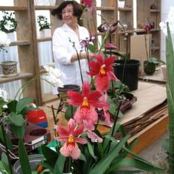 Lemförder Orchideenzucht - Der Verkauf