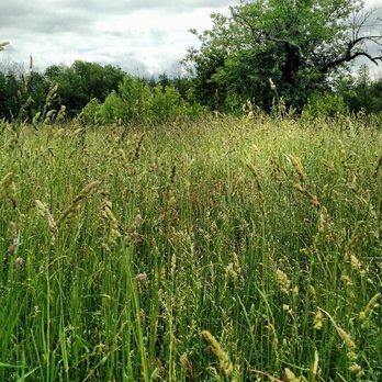 Amherst State Park - Sometimes they let grass grow and I love it, also it's great for habitat for all creatures around. - Dog Parks Near Me - Buffalo, New York