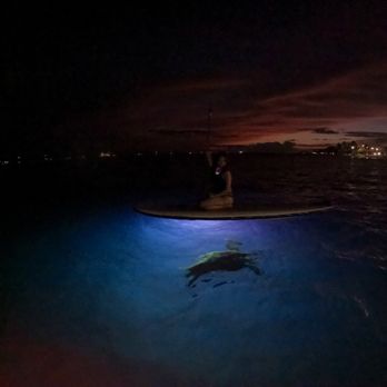 Nocturnal Adventures Hawaii - turtle - Paddleboarding Near Me Nocturnal Adventures Hawaii - turtle - Paddleboarding Near Me