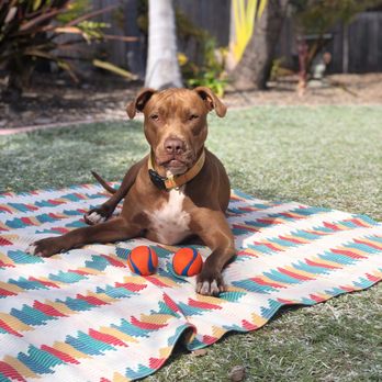 Pack Method Prep - Pet Training Near Me - San Diego, California Pack Method Prep - Pet Training Near Me - San Diego, California