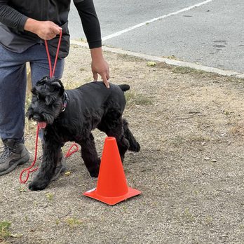 Premier Dog Academy - Pet Training Near Me Premier Dog Academy - Pet Training Near Me