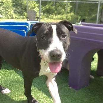 Playful Pups Retreat - Kuyper having a blast. - Pet Boarding Near Me - Elizabethtown, Pennsylvania Playful Pups Retreat - Kuyper having a blast. - Pet Boarding Near Me - Elizabethtown, Pennsylvania