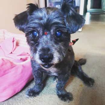Styleash Paws Mobile Pet Grooming - Pet Groomers Near Me Styleash Paws Mobile Pet Grooming - Pet Groomers Near Me