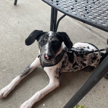 Kuma's Corner - Merle enjoying the love from the waitresses!! - American Near Me - Indianapolis, Indiana