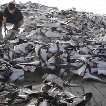 Tremendous Chinese Restaurant - The extinction of sharks this is what these assholes are promoting you lost my business after 8 years - Dim Sum Near Me - Mississauga, Ontario Tremendous Chinese Restaurant - The extinction of sharks this is what these assholes are promoting you lost my business after 8 years - Dim Sum Near Me - Mississauga, Ontario