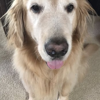 cozycroft pet hospital