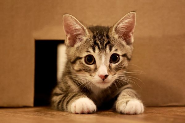 Pasadena Humane by null