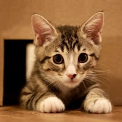 Pasadena Humane - Beans! - Foster Baby